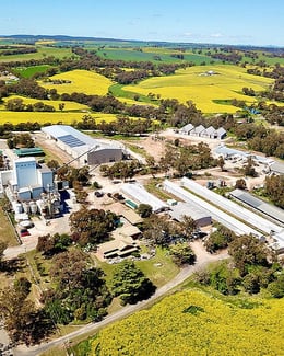 portrait riverina plant