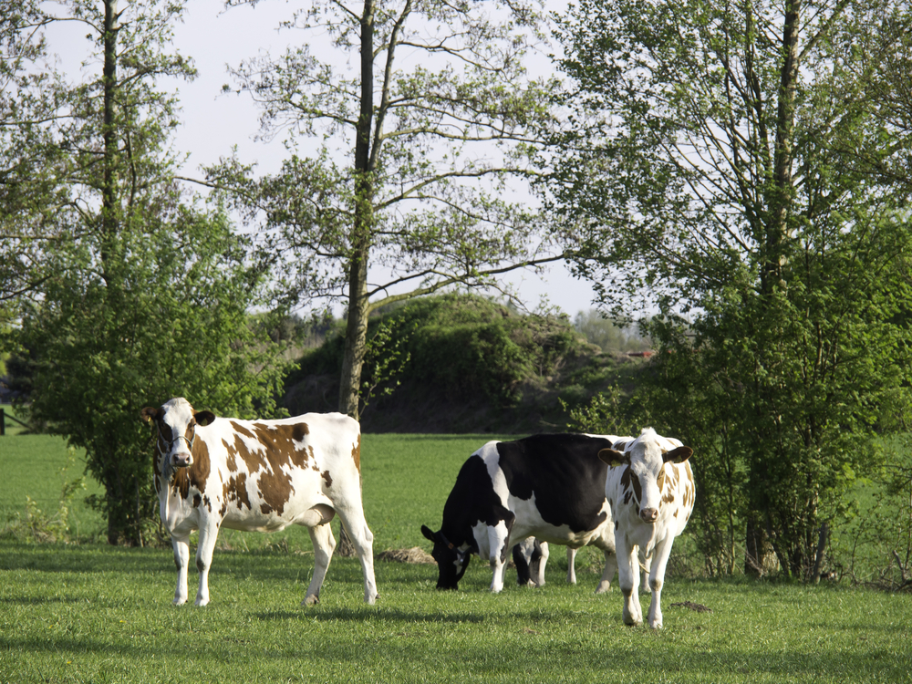 cows in germany cows in germany